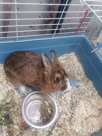 Декоративные кролики