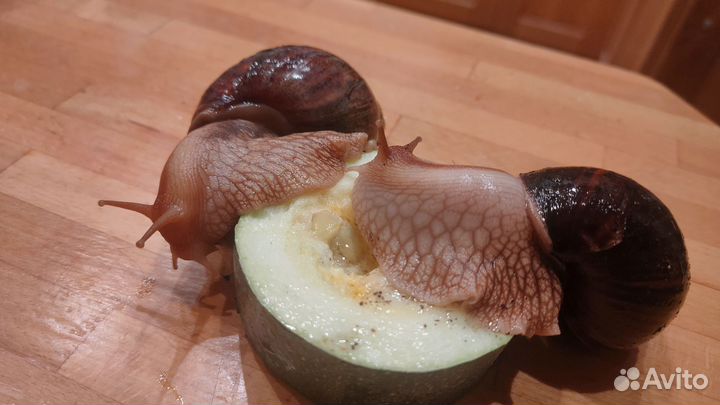 Улитки ахатины