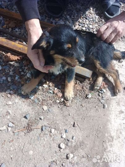 Двортерьер