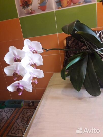 Орхидея фаленопсис
