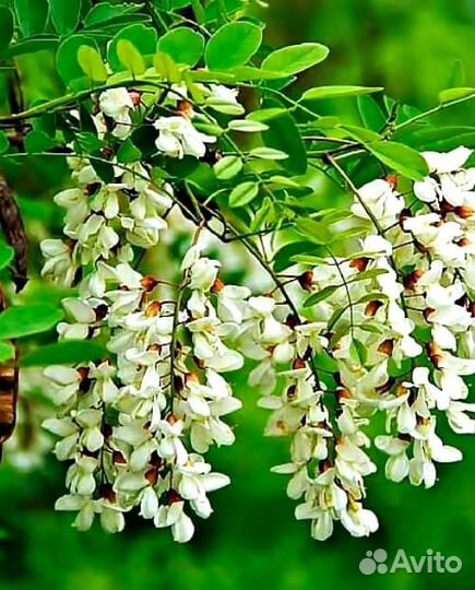Белая акация саженцы
