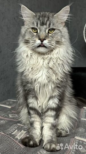Кот мейкун вязка