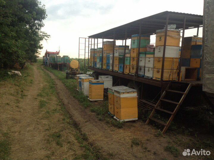 Мед натуральный 2023