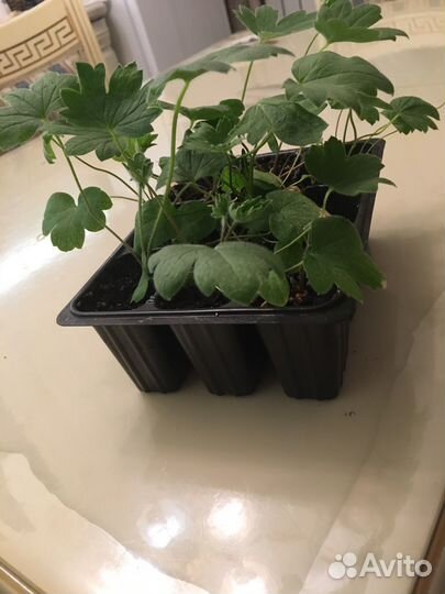 Дельфиниумы