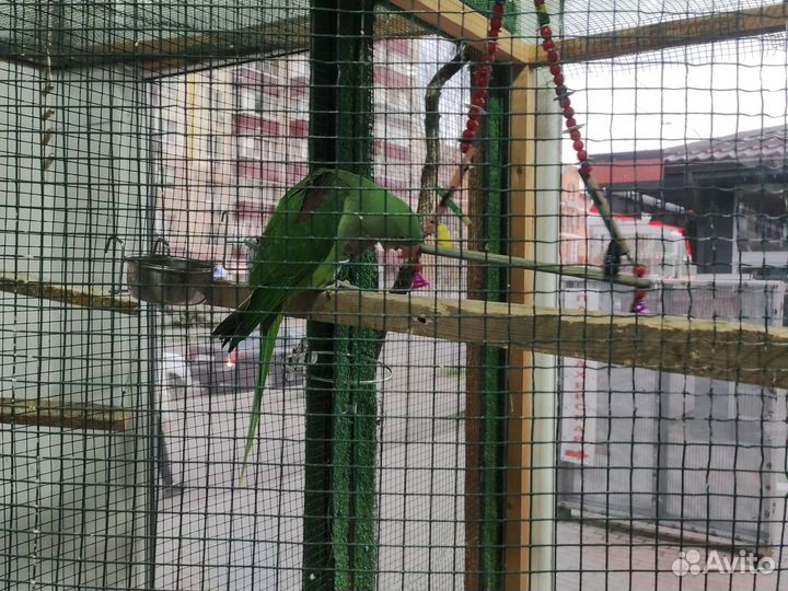 Александрийский попугай ручной птенец