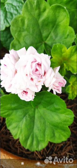 Пеларгония герань сортовая Леди Гертруда