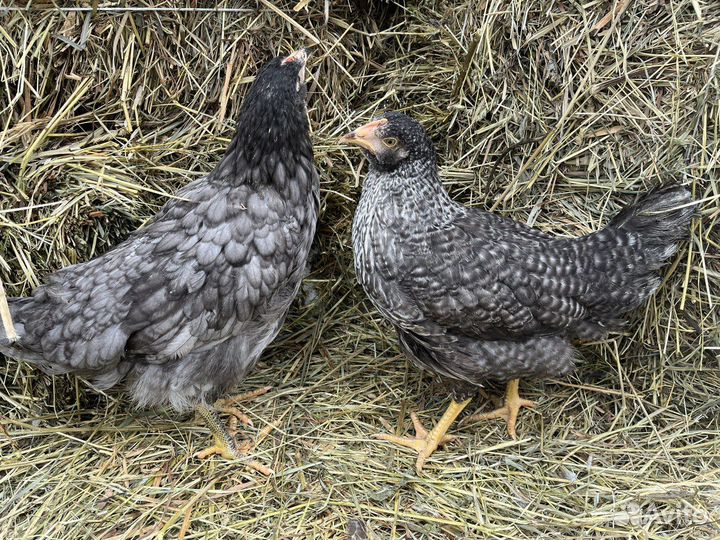 Kуpы нeсушки