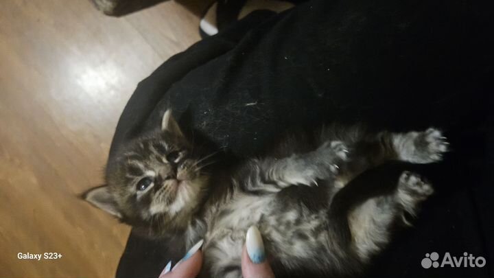 Котята мейн-кун