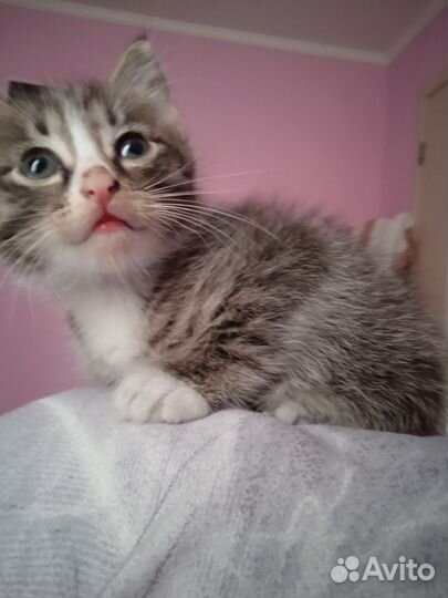 Котенок бесплатно