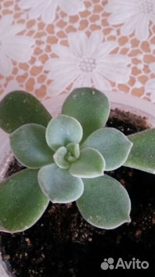 Комнатные растения,за инфой в сообщения