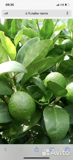 Цитрусовые растения