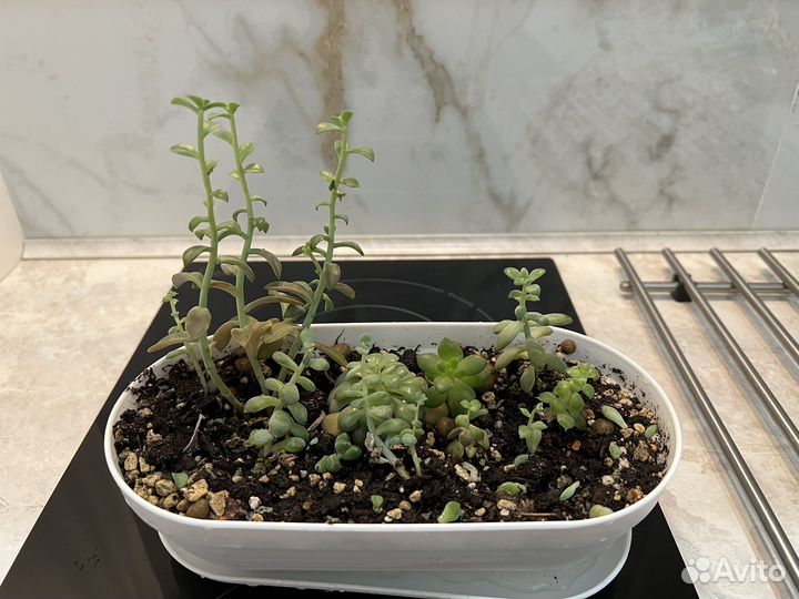 Суккуленты набор