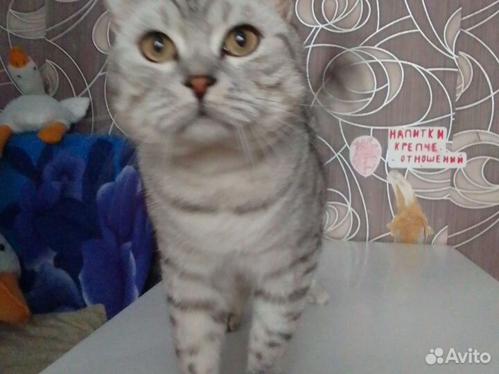 Кот шотландец