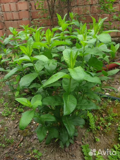 Мискантус китайский