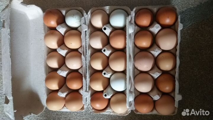 Домашние куриные яйца