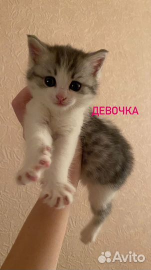 Котята в добрые руки