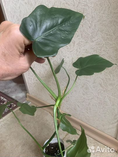 Монстера, филодендрон