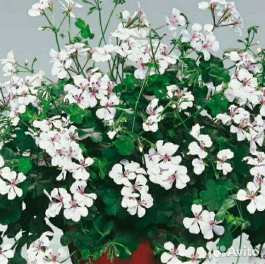 Пеларгонии и махровые фуксии