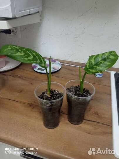 Агланема мария