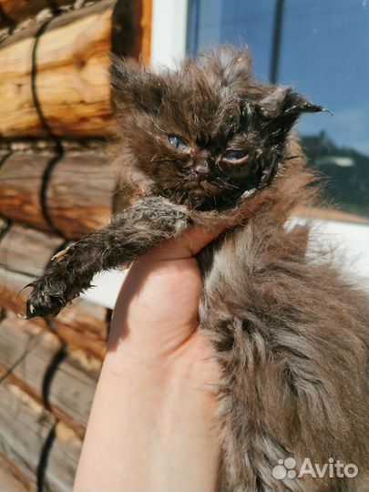 Котенок в добрые руки