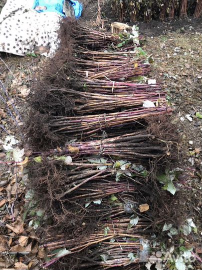 Саженцы малины сорт полька