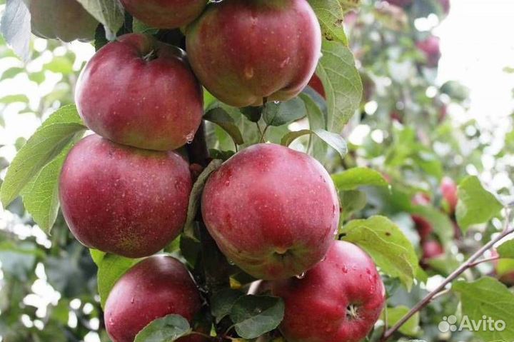 Саженцы яблони Альва