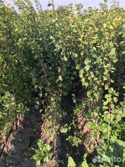 Саженцы плодовых деревьев