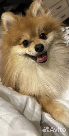 Шпиц мальчик вязка