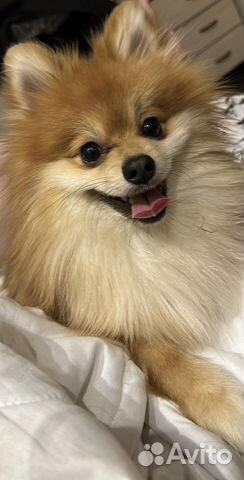 Шпиц мальчик вязка