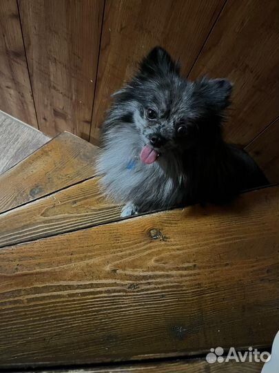 Вязка немецкий шпиц