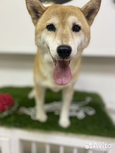 Экспресс-линька собак, корги, сиба, джеки, метисы