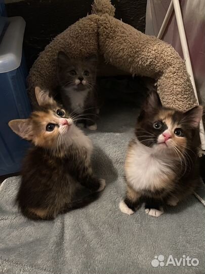 Котята в добрые руки