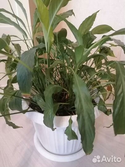 Спатифиллум