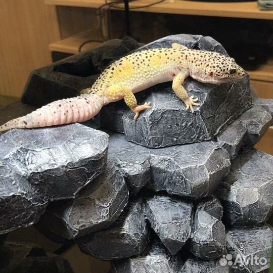 Террариум для эублефаровых