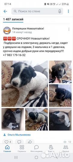 Щенки в добрые руки