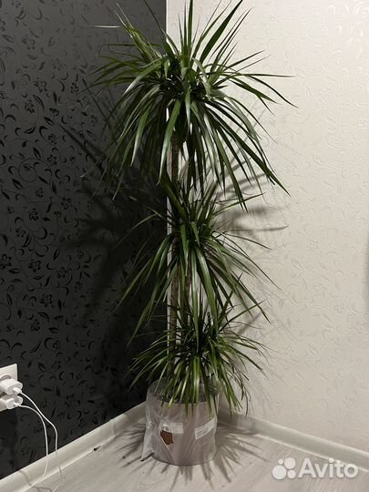 Пальма драцена