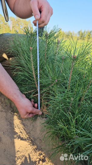 Саженцы ели окс