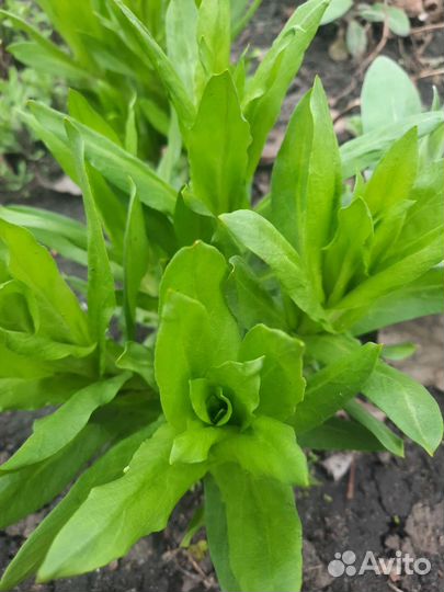 Цветы многолетники садовые