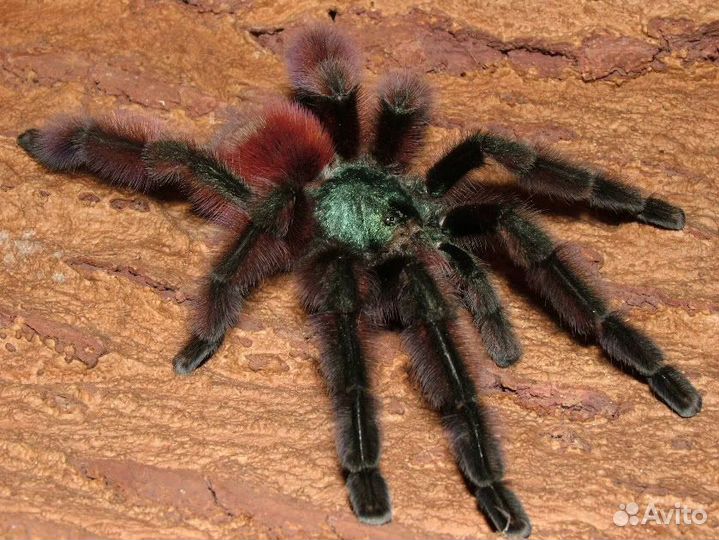 Паучки-птицееды