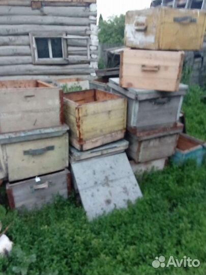 Пчелиные улья