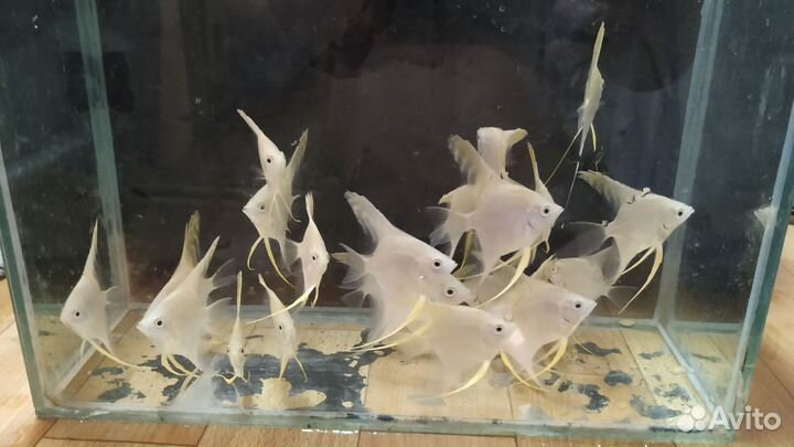 Аквариумные рыбки