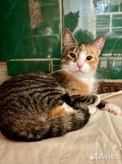 Кошечка Няша