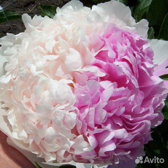 Пионы сортовые корни