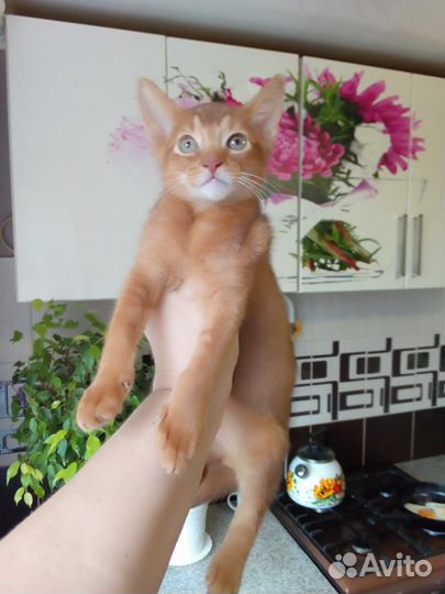 Абиссинская