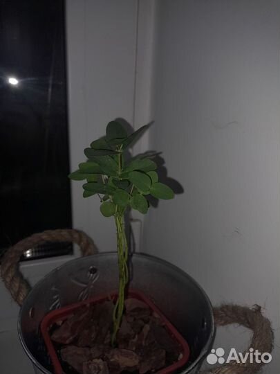 Нолина,мирт,гранат,эвкалипт и другие