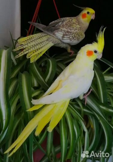 Птенцы попугая корелла и выкормыши