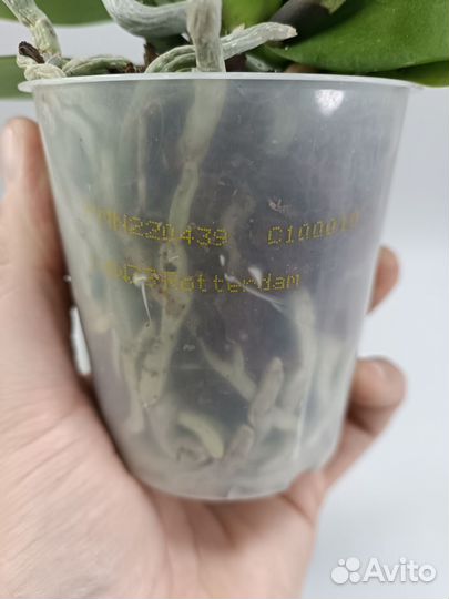 Орхидея Фаленопсис Rotterdam Роттердам