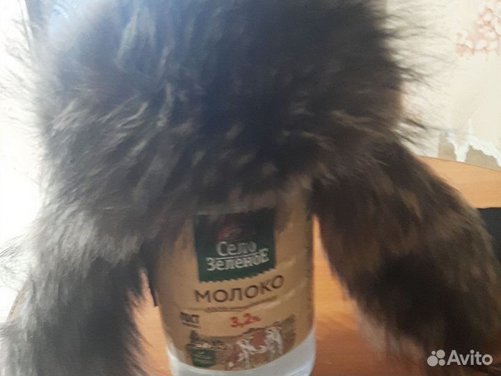 Шапка мужская из енота и кожа