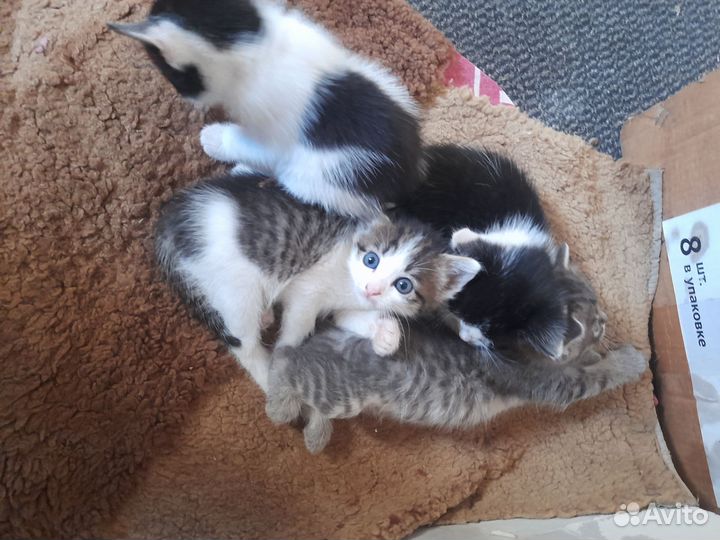 Котята в добрые руки