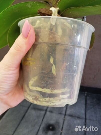 Орхидея Белла Хелена отцвела